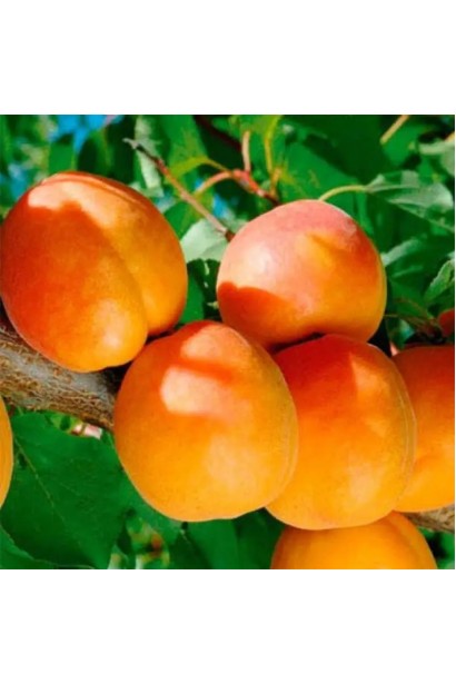 Абрикос ранній Шедевр плоди